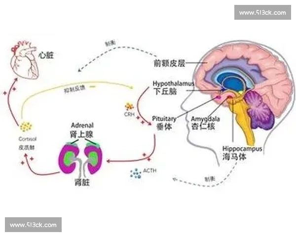 从生理到心理探究电竞选手在高强度比赛中的应激反应机制研究 从生理到心理探究电竞选手在高强度比赛中的应激反应机制研究